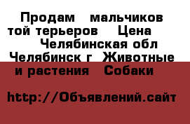 Продам 3 мальчиков той-терьеров  › Цена ­ 6 000 - Челябинская обл., Челябинск г. Животные и растения » Собаки   